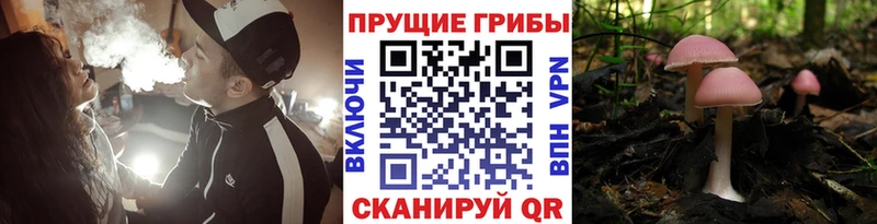 Купить  Минеральные Воды  Псилоцибиновые грибы Psilocybe 